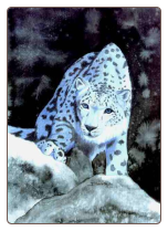 Silver Snow Leopard - Print