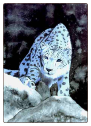 Silver Snow Leopard